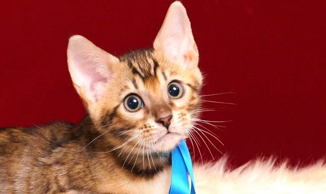 ベンガルの子猫2018/6/9生 536番あお君-61