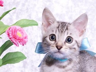 ベンガルの子猫-2018/7/26生 550番アクア オス-1