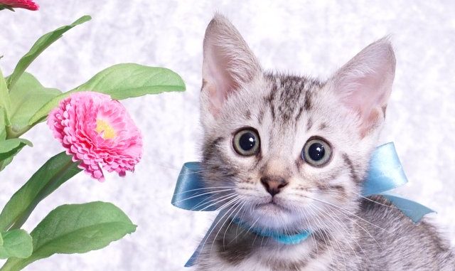 ベンガルの子猫-2018/7/26生 550番アクア オス-1