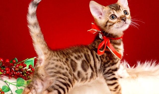 ベンガルの子猫2018/8/14生 554番あか♀1月