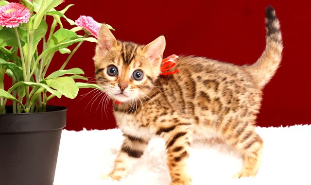 ベンガルの子猫2018年2月7日生 473番レッド