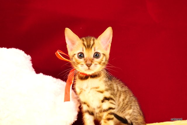 ベンガルの子猫2月13日生まれ 210番レッドちゃん