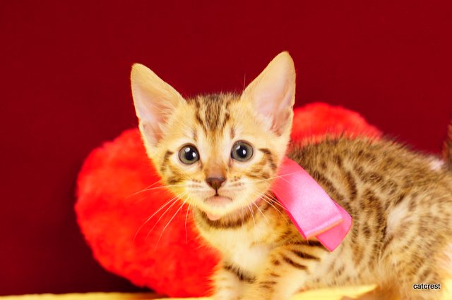 ベンガルの子猫2月13日生まれ 211番ピンクちゃん