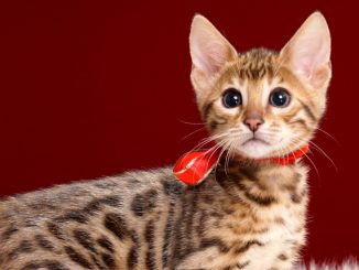ベンガルの子猫2018年2月16日生 486番あか