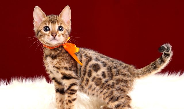 ベンガルの子猫2018年2月16日生 485番おれんじ