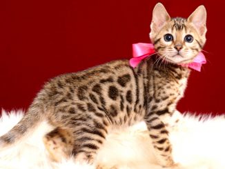 ベンガルの子猫2018年2月16日生 484番ぴんく