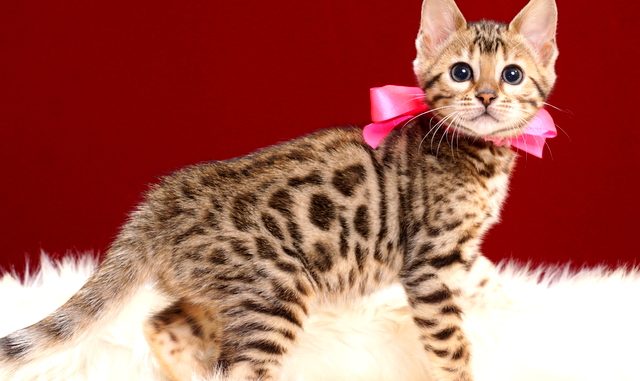 ベンガルの子猫2018年2月16日生 484番ぴんく