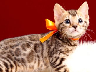 ベンガルの子猫2018年4月5日生 502番おれんじ君