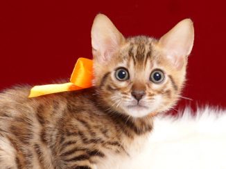 ベンガルの子猫2018年4月20日生495オレンジ