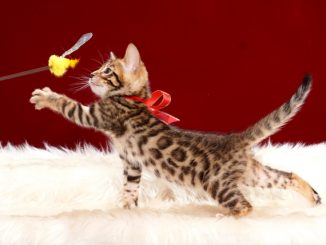 ベンガルの子猫2018年4月29日生496番レッド