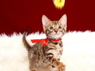 ベンガルの子猫2018年4月29日生496番レッド