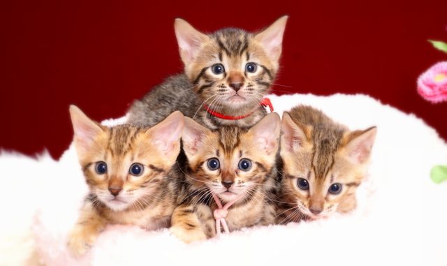 ベンガルの子猫2018年5月生まれ
