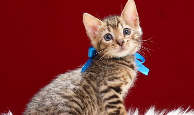ベンガルの子猫2018年4月24日生 509番 ブルー