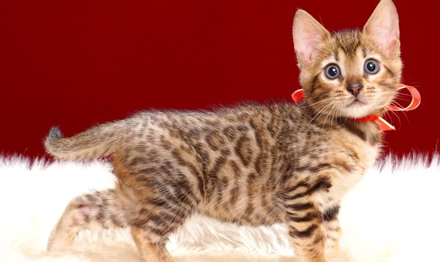 ベンガルの子猫2018年4月24日生 508番レッド