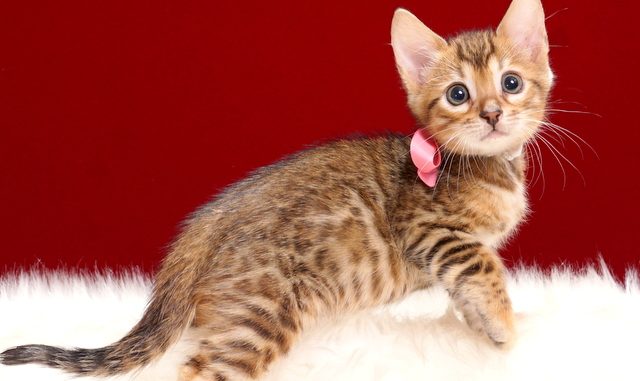 ベンガルの子猫2018年4月24日生 507番 ピンク