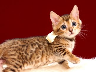 ベンガルの子猫2018年4月24日生 506番ホワイト