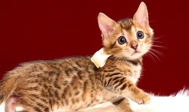 ベンガルの子猫2018年4月24日生 506番ホワイト