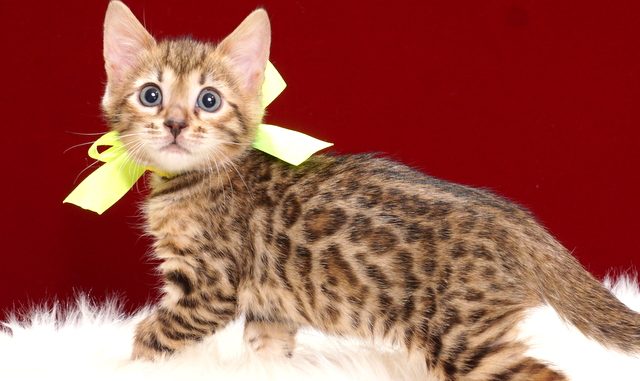 ベンガルの子猫2018年4月24日生 505番イエロー