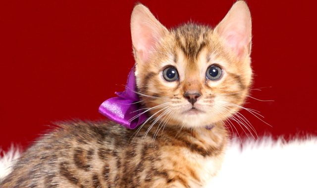 ベンガルの子猫2018年4月24日生 504番パープル