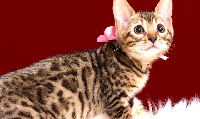 ベンガルの子猫2018年4月20日生494番ピンク