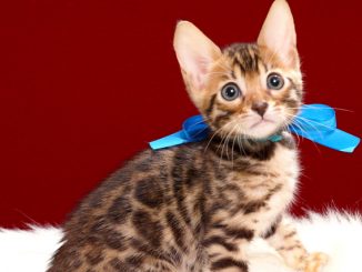 ベンガルの子猫2018年4月29日生 498番ブルー