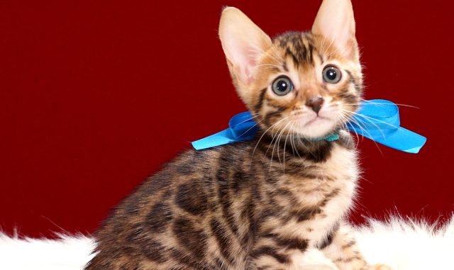 ベンガルの子猫2018年4月29日生 498番ブルー