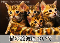 子猫の譲渡・オーナー募集について