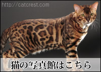 ベンガル猫のギャラリー