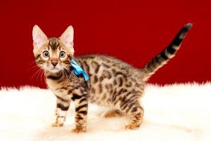 ベンガルの子猫 2017年8月13日生まれ 399番あお君