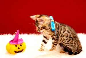 ベンガルの子猫 2017年8月13日生まれ 399番あお君
