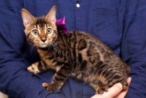 ベンガルの子猫 2017年6月28日生まれ 380番パープル君