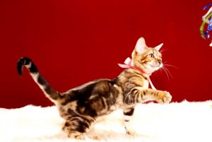 ベンガルの子猫 2017年6月12日生まれ 363番ピンクちゃん