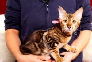 ベンガルの子猫 2017年6月12日生まれ 363番ピンクちゃん