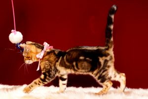 ベンガルの子猫 2017年6月12日生まれ 363番ピンクちゃん