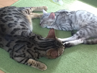 2匹のベンガル お昼寝