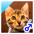 ベンガルの子猫cs4みずいろ君