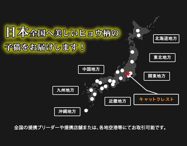 日本全国に美しいヒョウ柄の子猫をお届け