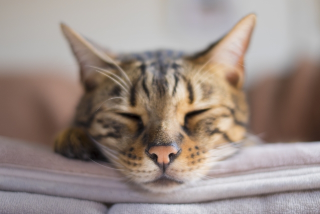 とってもかわいい 猫の寝言の種類を紹介 キャットクレスト公式ページ
