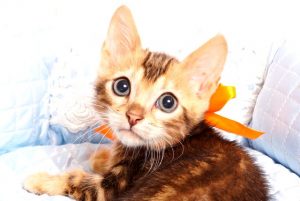 ベンガルの子猫2019/7/6生 745番オレンジ オス1