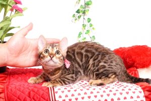 ベンガルの子猫 2019/8/3生 760番ピンク メス3