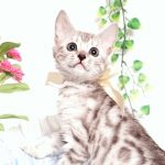 ベンガルの子猫 2019/9/10生 783番ホワイト メス1