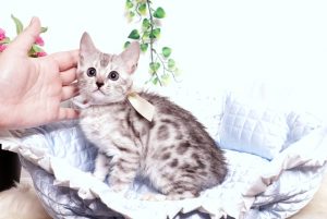 ベンガルの子猫 2019/9/10生 783番ホワイト メス7