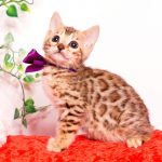 ベンガルの子猫 2019/9/29生 791番パープル メス２