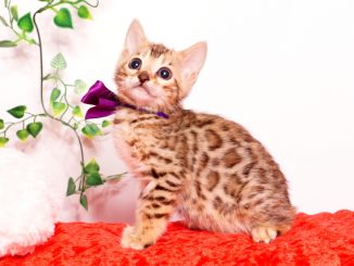 ベンガルの子猫 2019/9/29生 791番パープル メス2