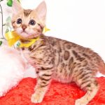 ベンガルの子猫 2019/9/29生 790番イエロー メス２