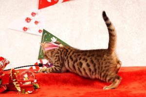 ベンガルの子猫2016年10月10日生まれ 271番ピンクちゃん