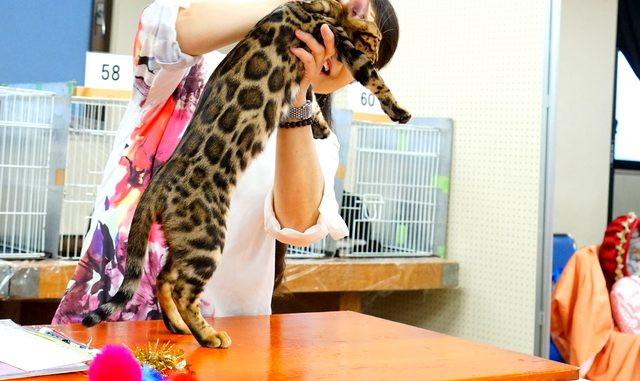 キャットショー 審査中