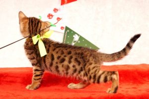 ベンガルの子猫2016年10月10日生まれ 270番イエロー君