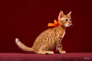 ベンガルの子猫2016年2月19日生まれ213番オレンジちゃん