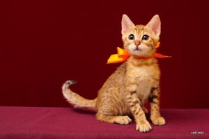 ベンガルの子猫2016年2月19日生まれ213番オレンジちゃん